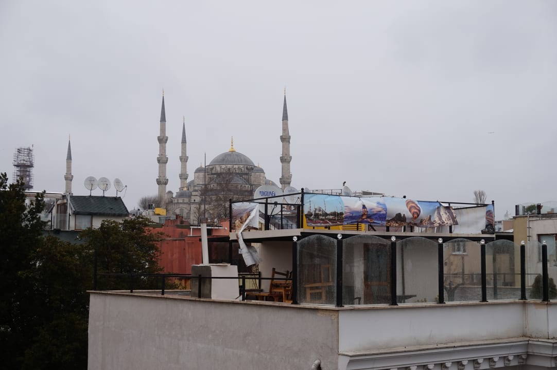 Zimmer Bucoleon by Cheers