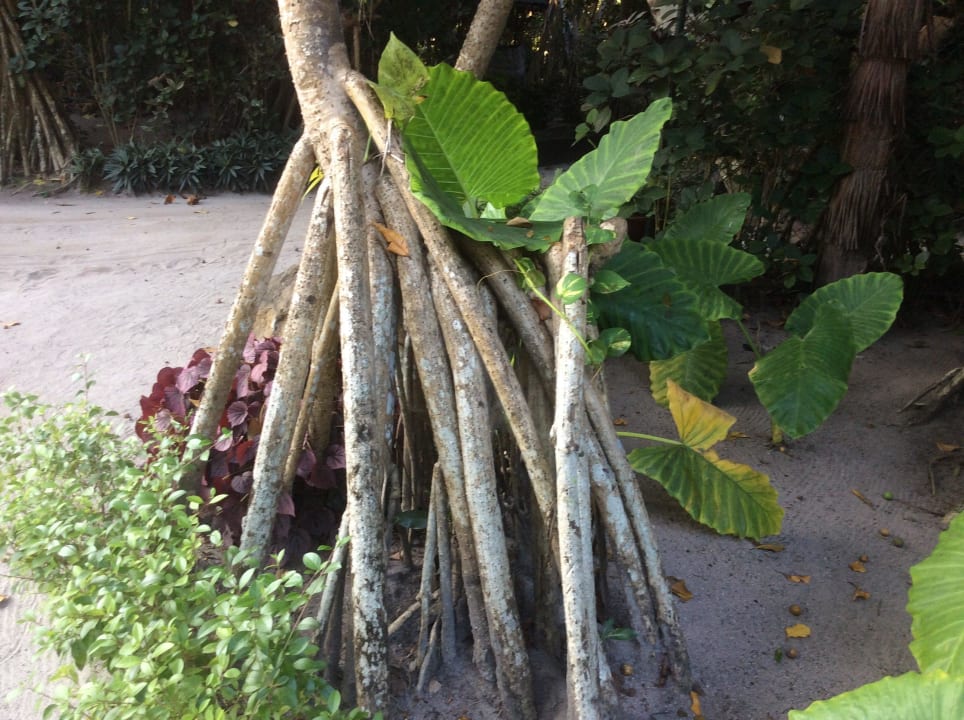 Wurzelwerk Adaaran Select Meedhupparu Island Resort - Premium All Inclusive