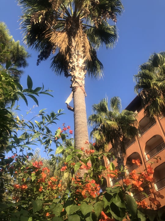 Gartenanlage Club Turtas Beach Hotel