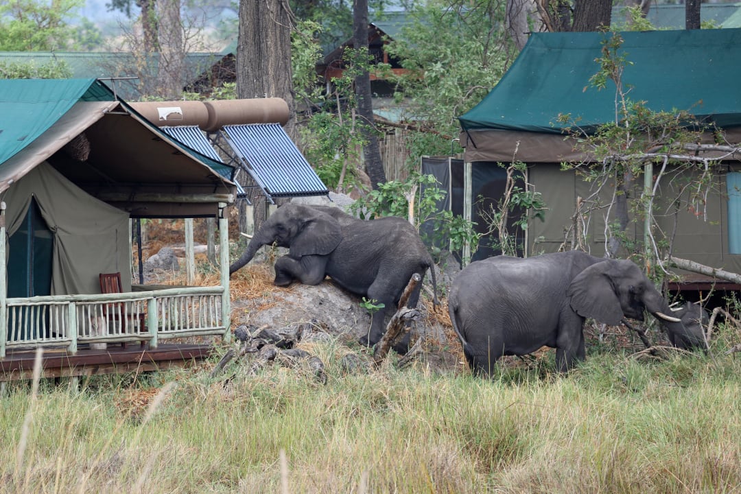 Elefantenbesuch  Hotel Gunns Camp