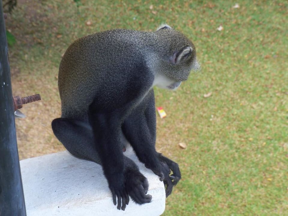 Monkey Hotel Papillon Lagoon Reef
