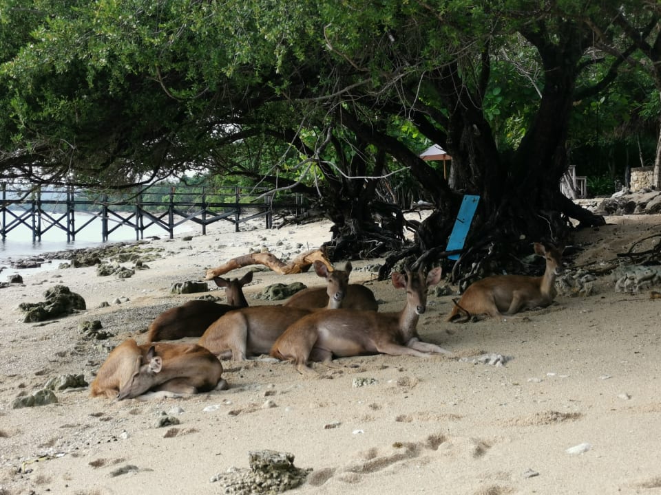 Strand NusaBay Menjangan