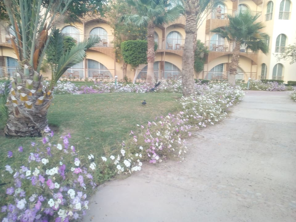 Gartenanlage Desert Rose