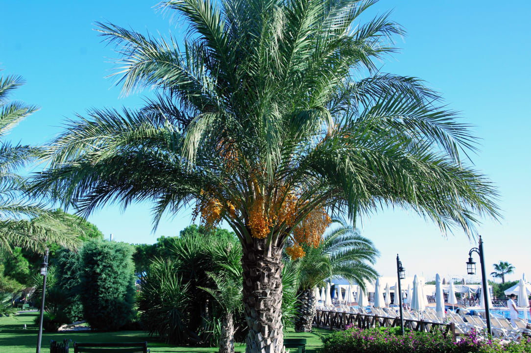 Hotel Voyage Belek Golf & Spa Voyage Belek Golf & Spa