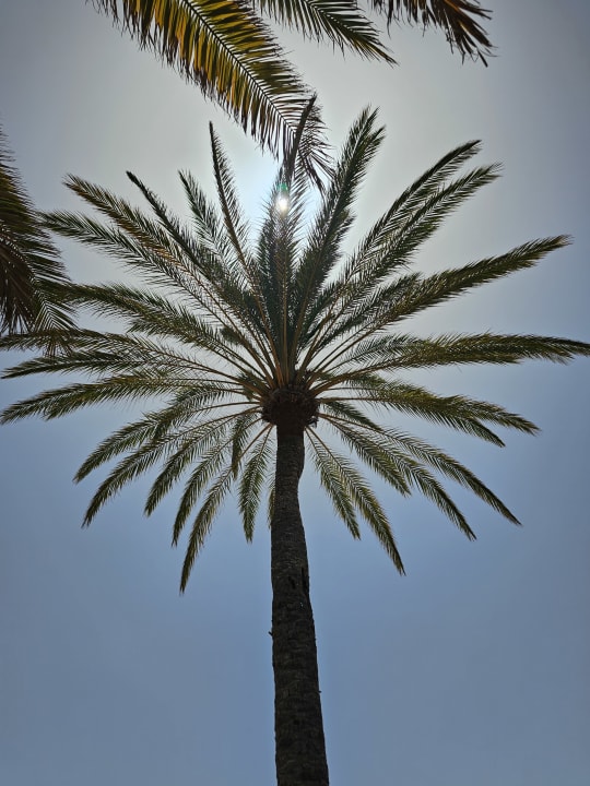 Gartenanlage Iberostar Waves Gaviotas Park