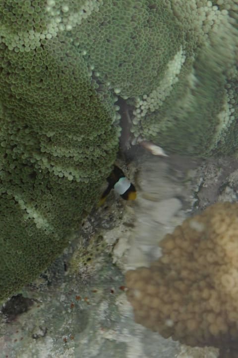 Clownfisch Neptune Pwani Beach Resort & Spa