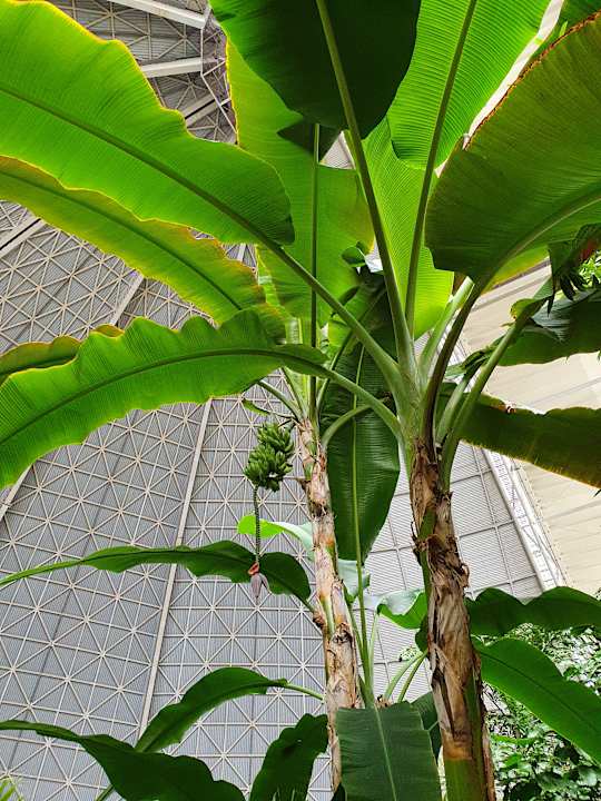 Gartenanlage Tropical Islands Resort