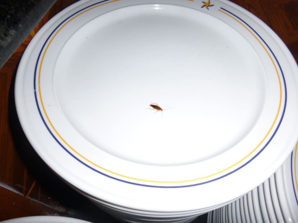 Kakerlake am Teller Iberostar Origin Playa Alameda