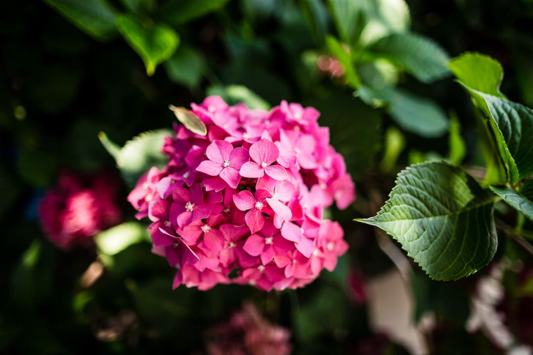 Gartenanlage Hotel Lagrein