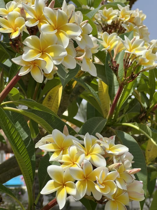 Sonstiges Sentido Caribbean World Soma Bay