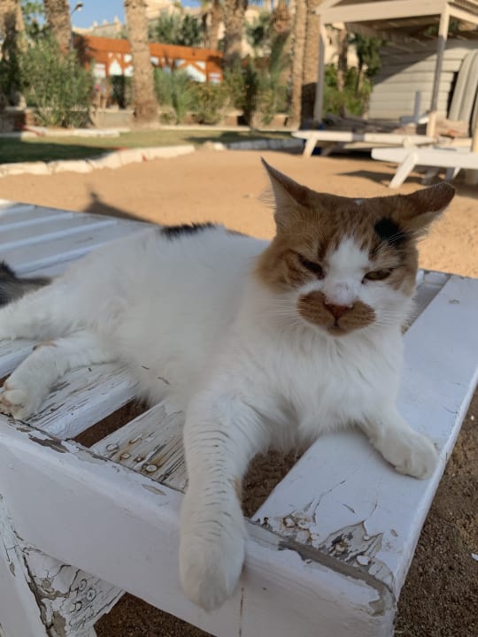 Strand The Grand Hotel Hurghada