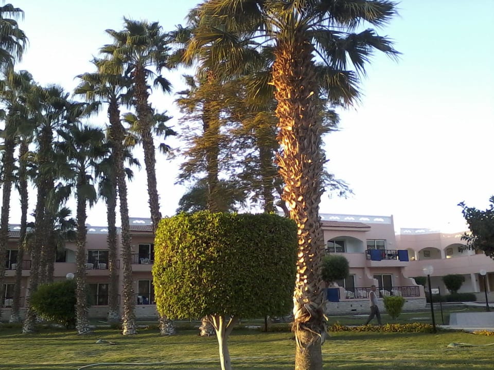 Еще одно дерево Beach Albatros Resort