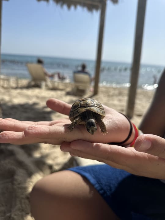 Strand Hotel Bel Azur Thalasso & Bungalows