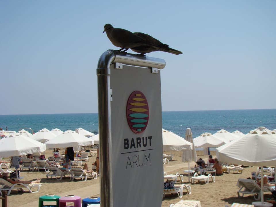 "Haustiere" Arum Barut Collection
