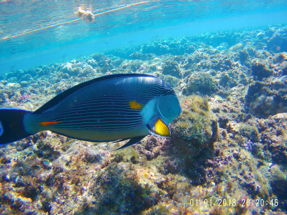 Strand Malikia Resort Abu Dabbab