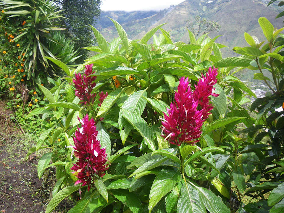 Flor hermosa B&B La Casa Amarilla