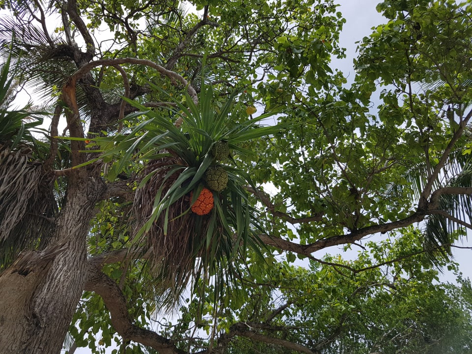 Exotische Pflanzen säumen die Wege auf der Insel Adaaran Select Hudhuran Fushi - Premium All Inclusive