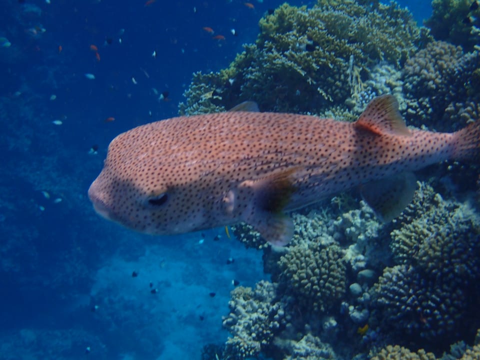 Strand Hotel Gorgonia Beach Resort