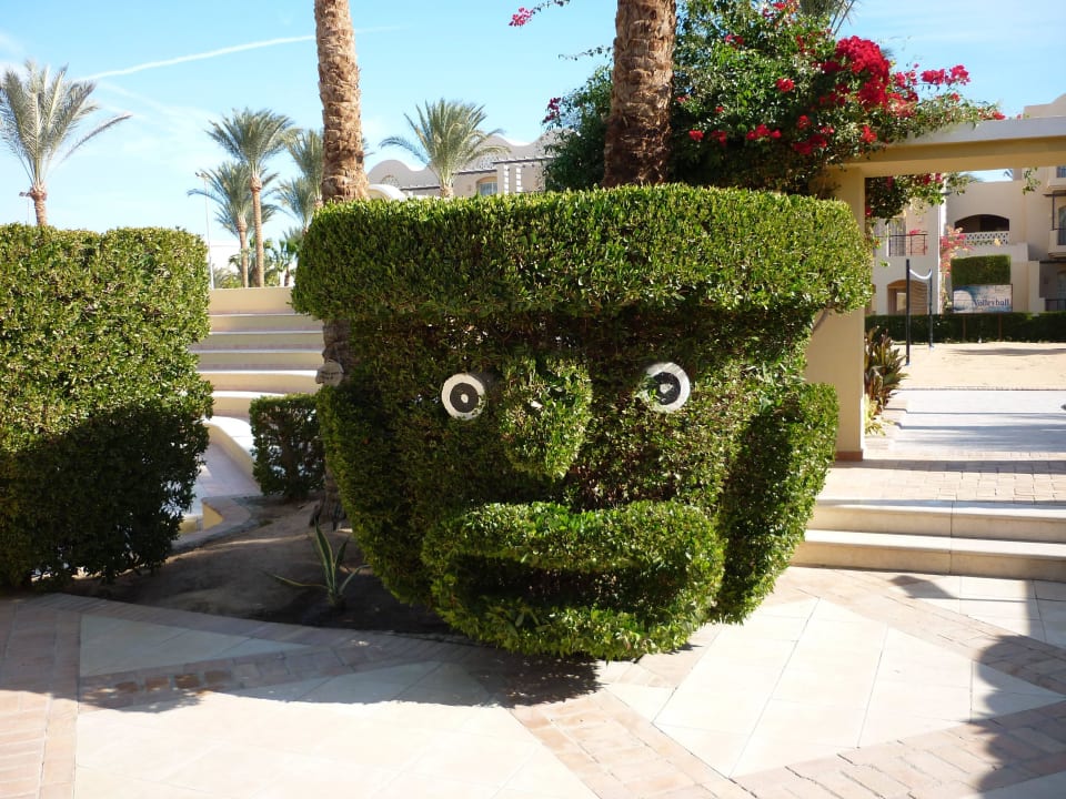 Ein Busch mit Augen Jaz Makadi Gardens - TUI BLUE Makadi Gardens - Adults Friendly 16 Years Plus