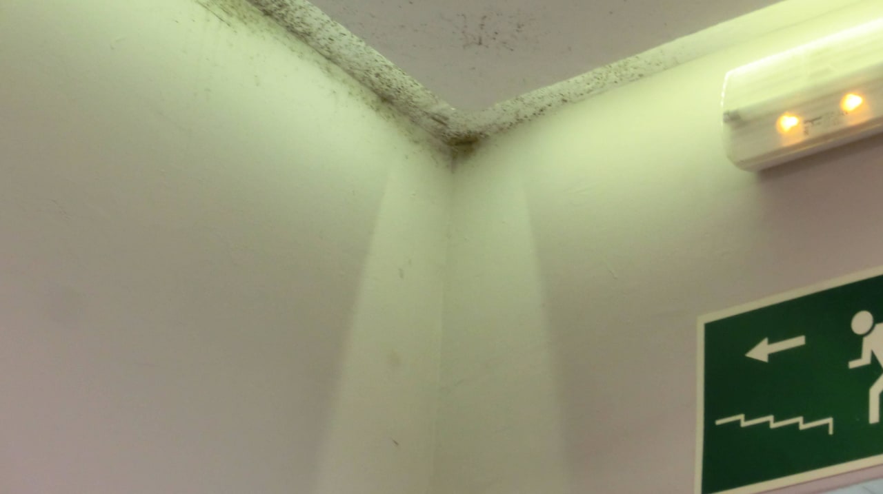 Schimmel "Guten appetit" Los Olivos Beach Resort