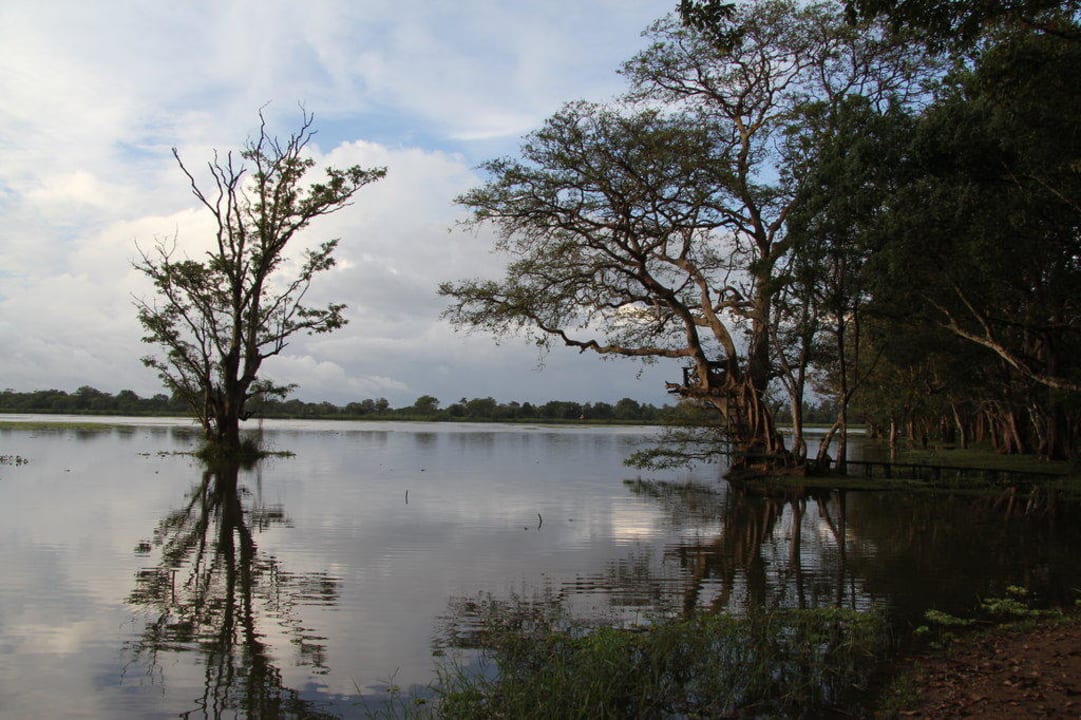 See am Rande des Parks Habarana Village by Cinnamon