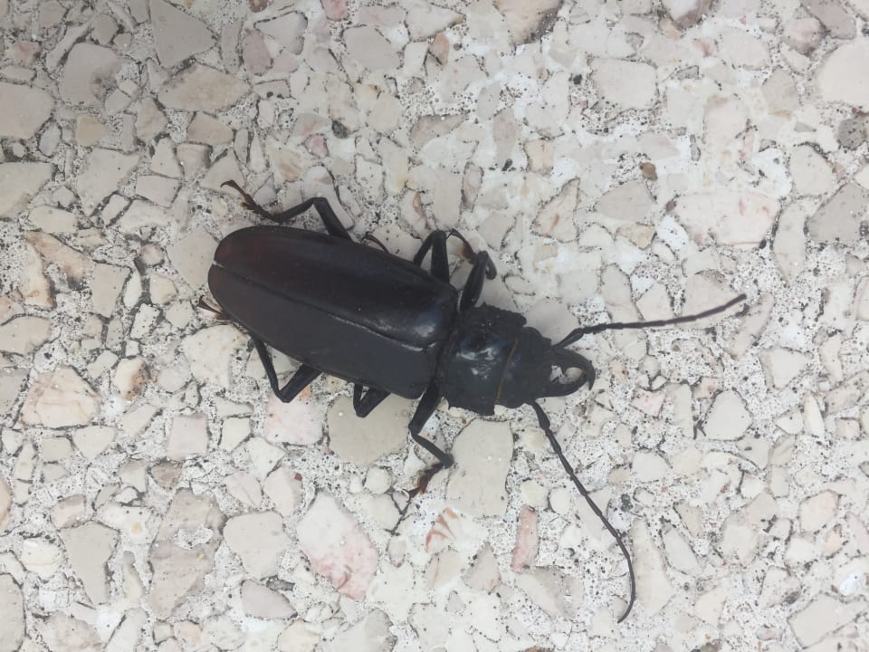 Zimmer Brisas Guardalavaca Hotel & Villas