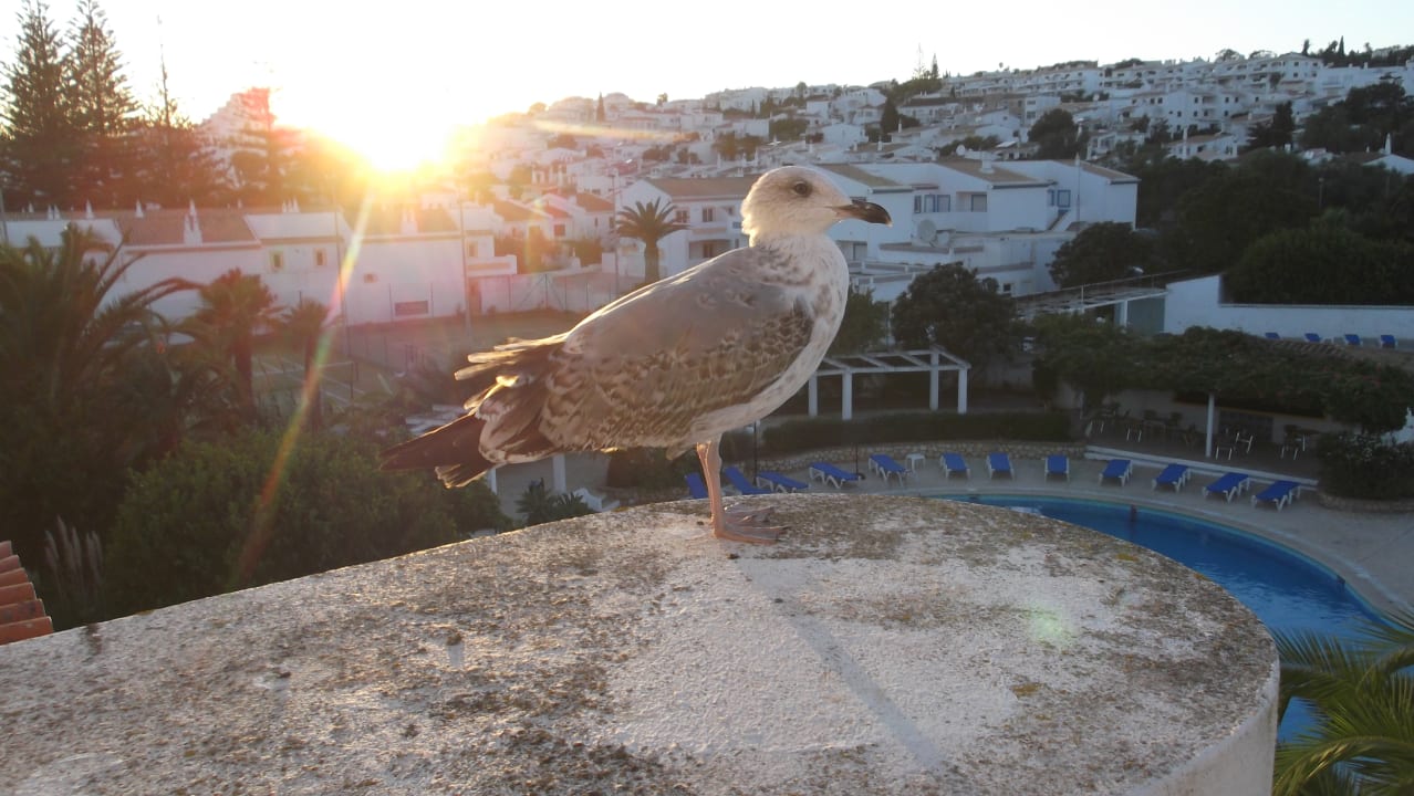 Zimmer Hotel Luz Bay Club