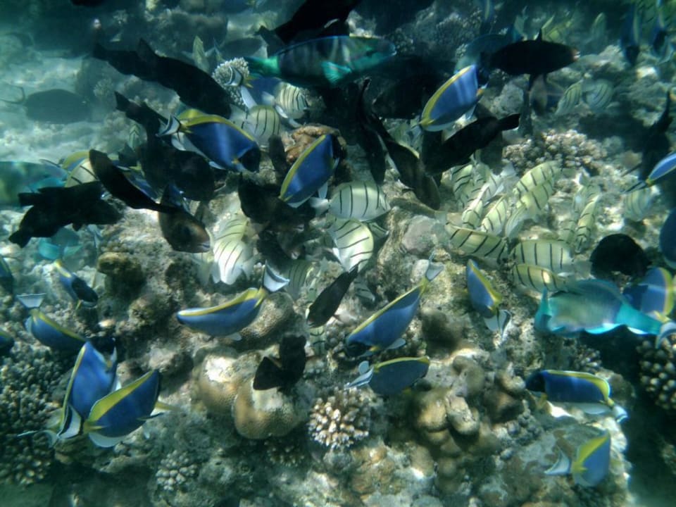 Hausriff Eri Maldives