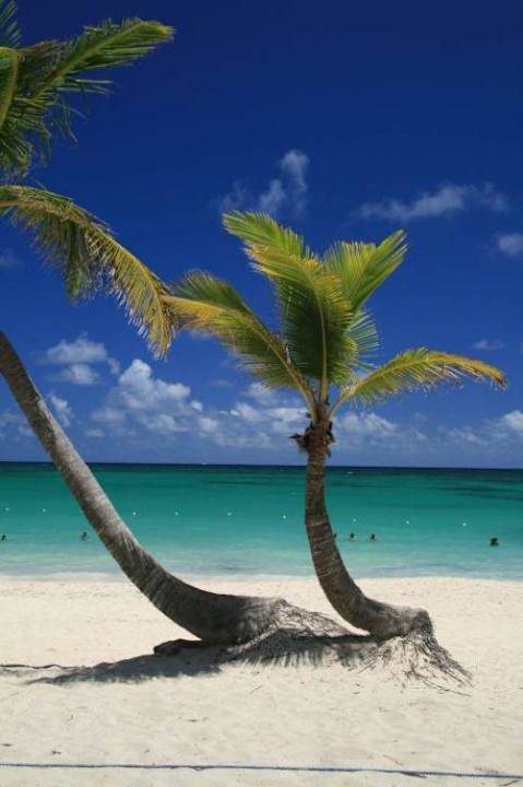 Palme direkt vor dem Hotel Grand Palladium Select Bávaro Resort & Spa