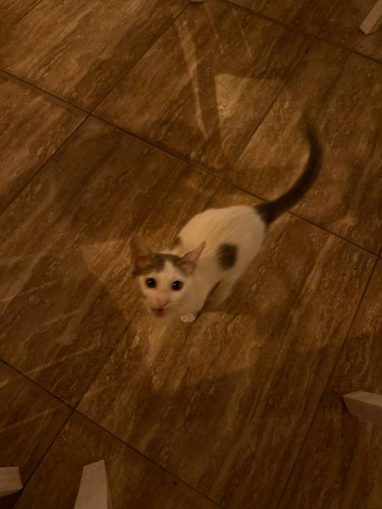 Sonstiges Hotel Royal Garden Beach