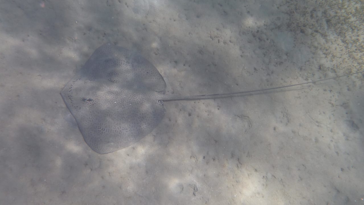 Hausriff - Leopardrochen Lahami Bay Beach Resort