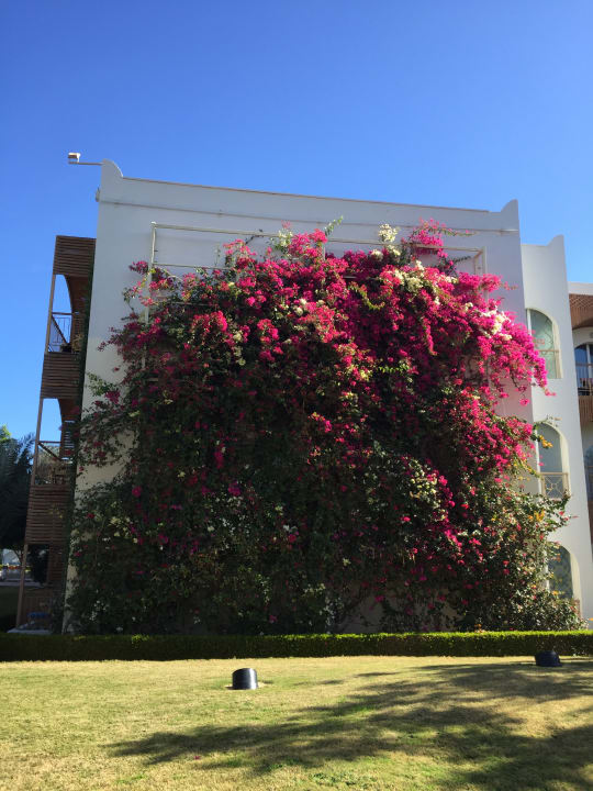 Gartenanlage Desert Rose
