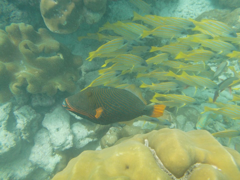 Am Hausriff Summer Island Maldives