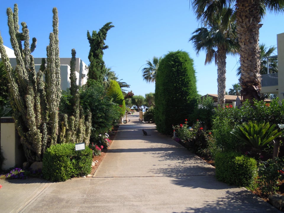 Weg zum Strand Phãea Cretan Malia