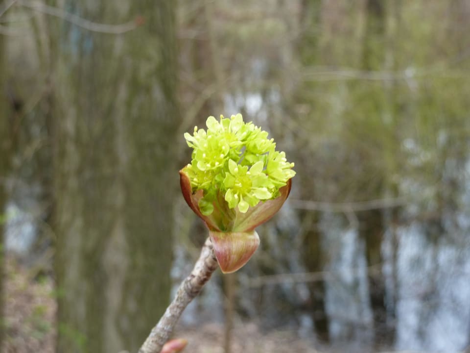 Schönheit auf Rundweg vom Hotel aus Seehotel Brandenburg a.d. Havel