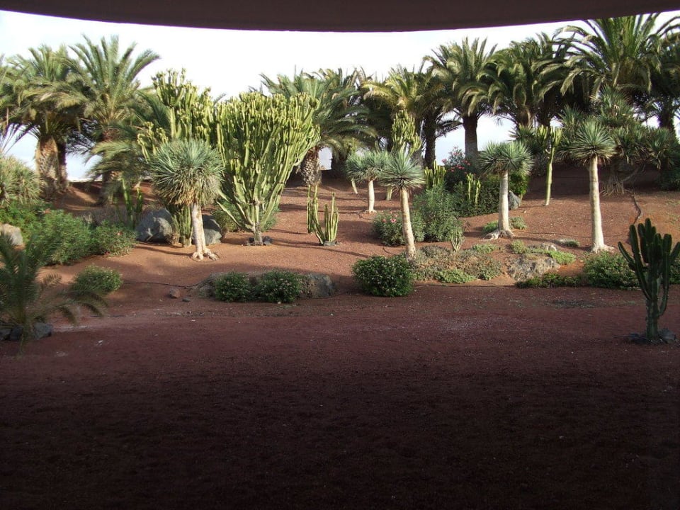 Garten zur Vorderseite Hotel Riu Paraiso Lanzarote