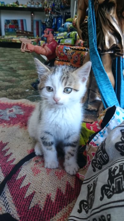 Sonstiges Asteria Collection Side