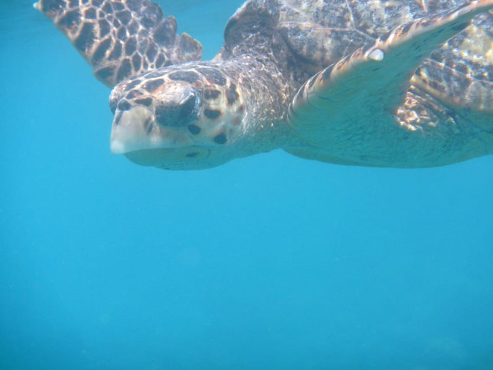 Schnorcheln Kuramathi Maldives
