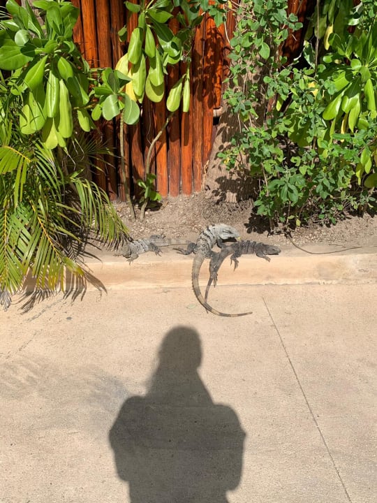 Gartenanlage Akumal Bay Beach & Wellness Resort