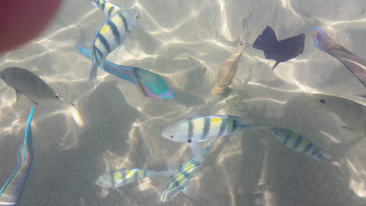 Strand Pickalbatros Citadel Resort