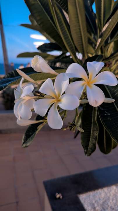 Gartenanlage Hotel Riu Gran Canaria