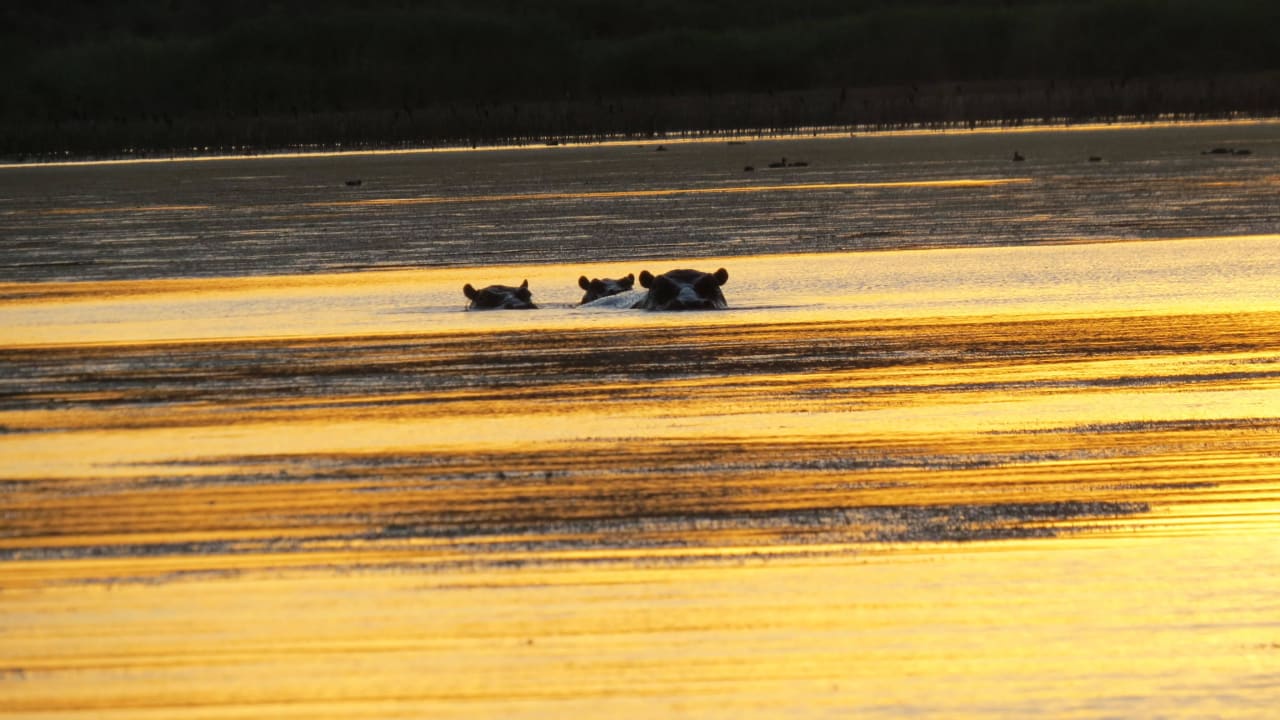 Flusspferde Sanbona Wildlife Reserve - Dwyka Tented Lodge