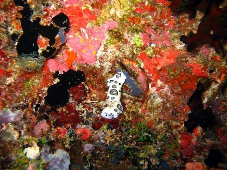 Unterwasser - Bootstauchgang NH Collection Maldives Reethi Resort