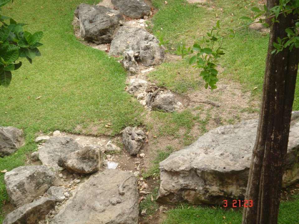 Haustiere Sandos Playacar Beach Resort