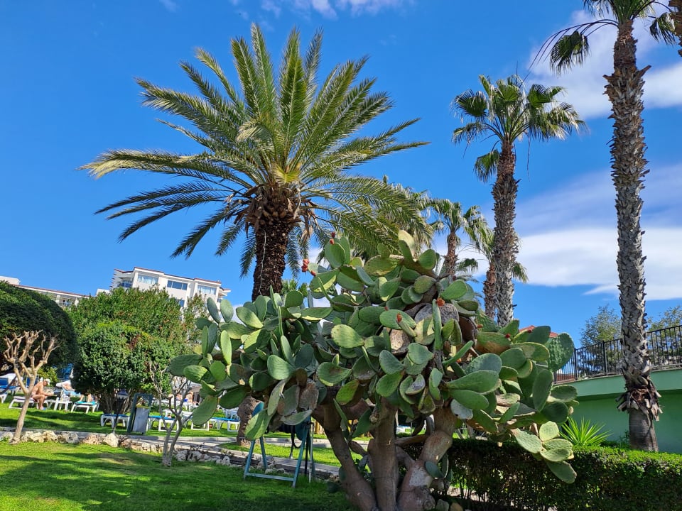 Gartenanlage Hotel Terrace Beach Resort