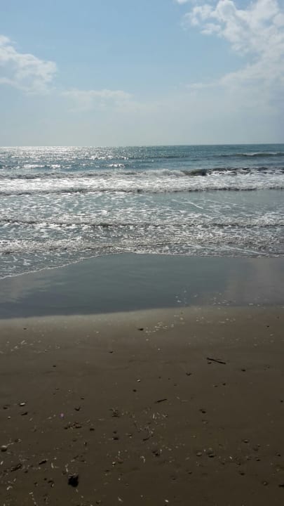 Strand Acanthus Cennet Barut Collection
