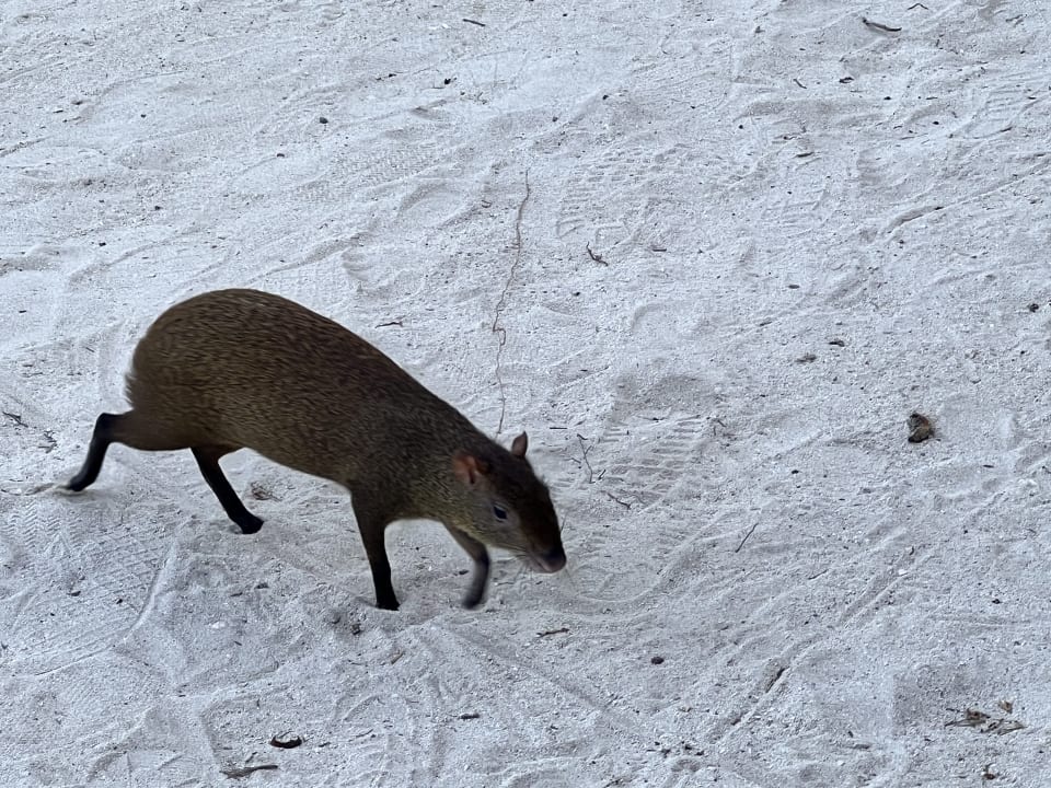 Gartenanlage Akumal Bay Beach & Wellness Resort