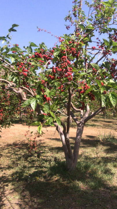 Gartenanlage Club Grand Side