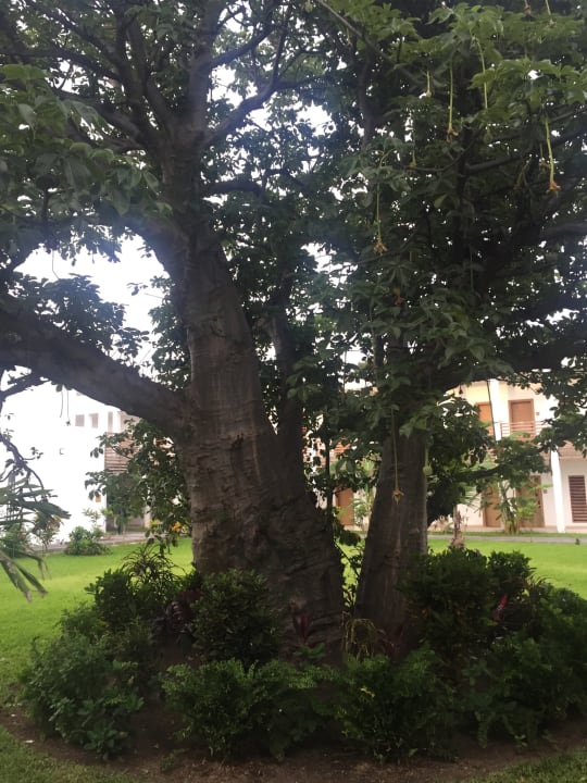 Gartenanlage TUI BLUE Tamala