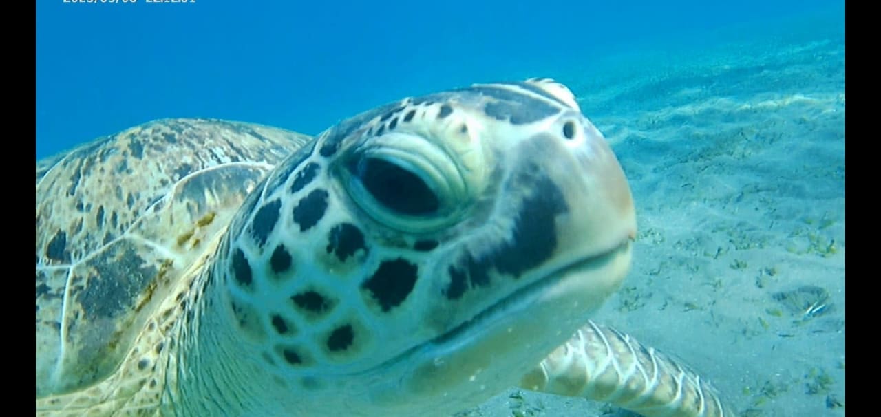 Sport & Freizeit Malikia Resort Abu Dabbab